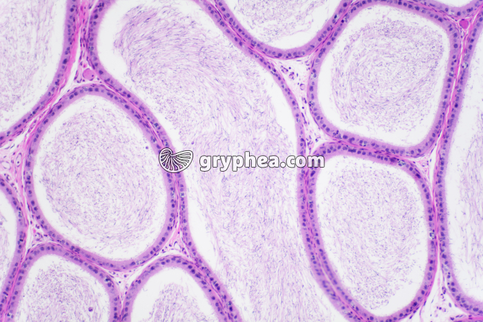 Epididyme testicule de Cobaye x40 - gryphea.org
